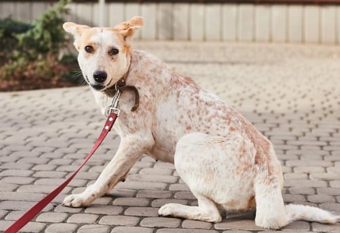 Еліс, Гайка та їхні друзі-песики шукають нових господарів. Фото