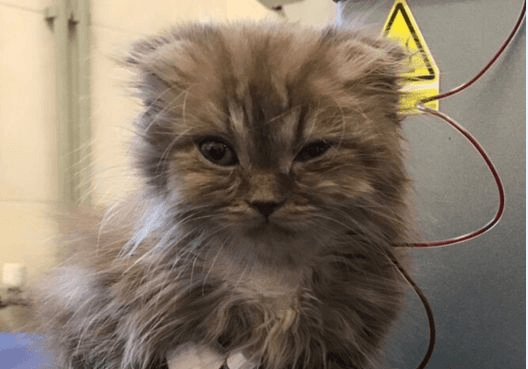 фото: лкп лев