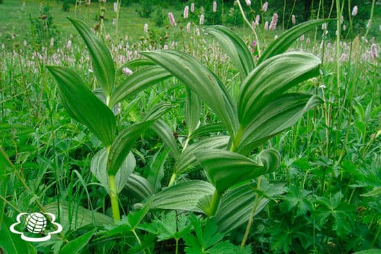 Чемериця / фото: zelena-planeta.ua