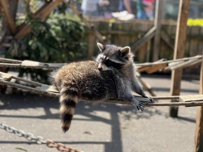 Фото: Домівка врятованих тварин