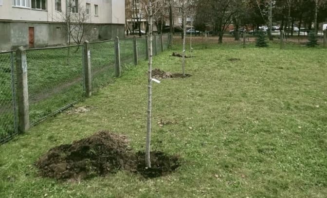 У Львові на території однієї зі шкіл висадили дерева