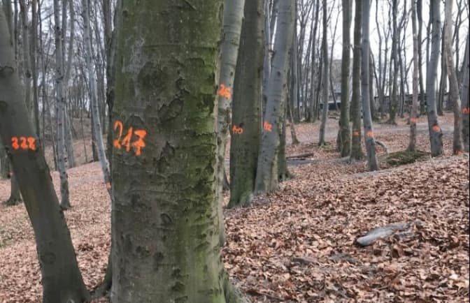 У парках Львова обстежують дерева. На аварійні нанесли мітки