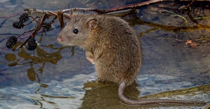 Лептоспіроз на Львівщині: чоловік після риболовлі опинився у лікарні в критичному стані