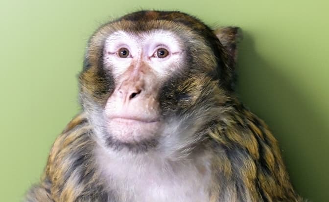 Столичні зоологи ловили у Гостомелі макаку