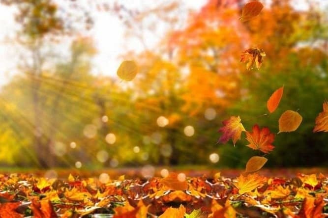 Коли в листопаді церковні свята. Перелік дат