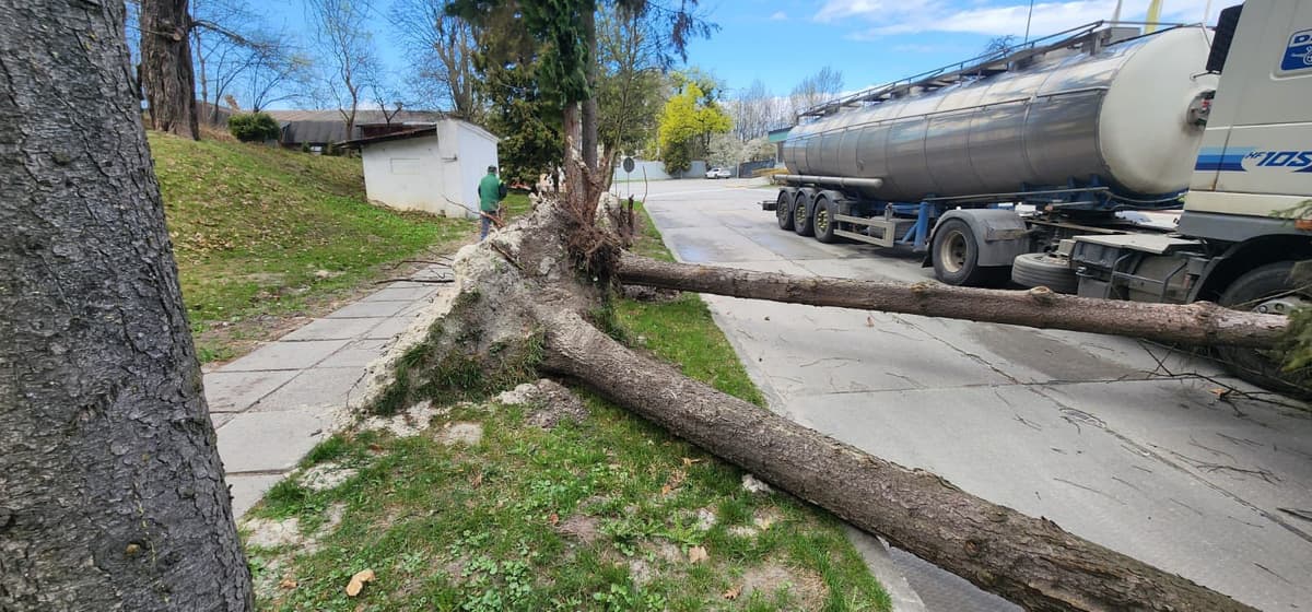 У Львові вітер повалив понад 10 дерев: негода вщухає, але збережеться похолодання
