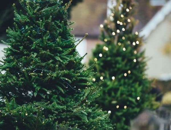 Де львів’яни зможуть придбати ялинку. Перелік локацій