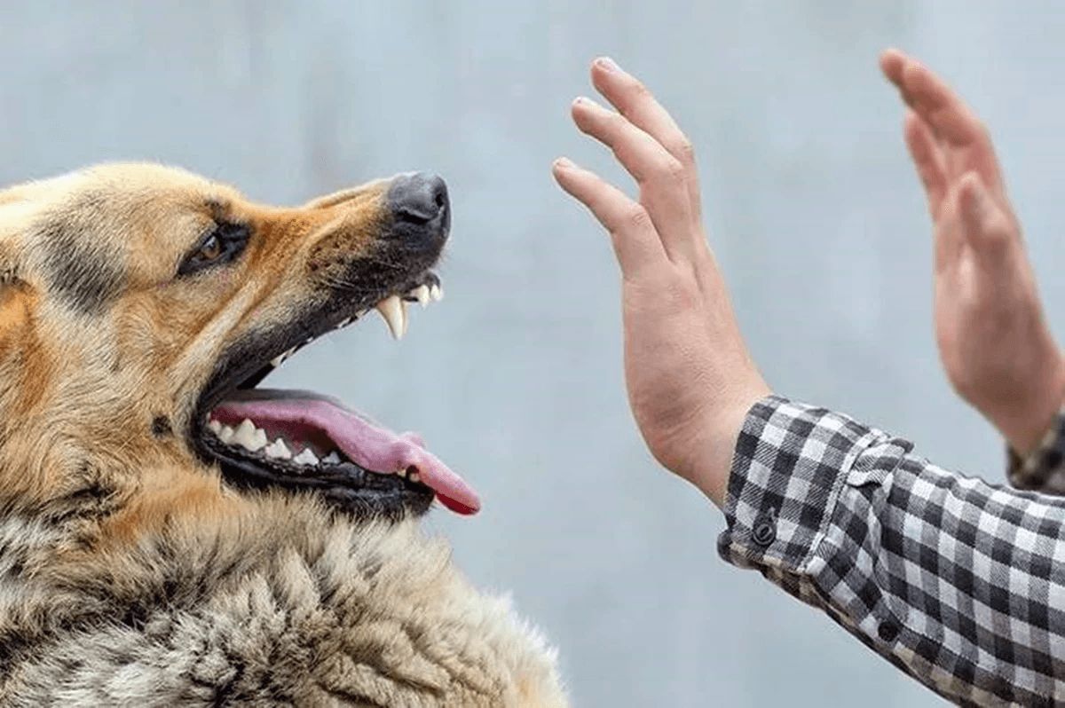 В селі на Львівщині запровадили карантин