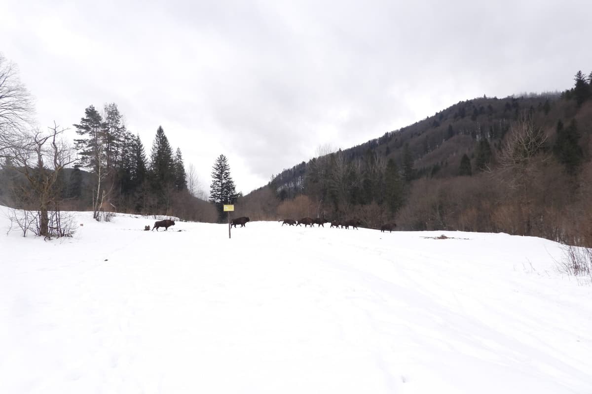 У «Сколівських Бескидах» встановили рекорд