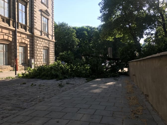 У Львові на хлопчика впала частина дерева. Дитина у реанімації