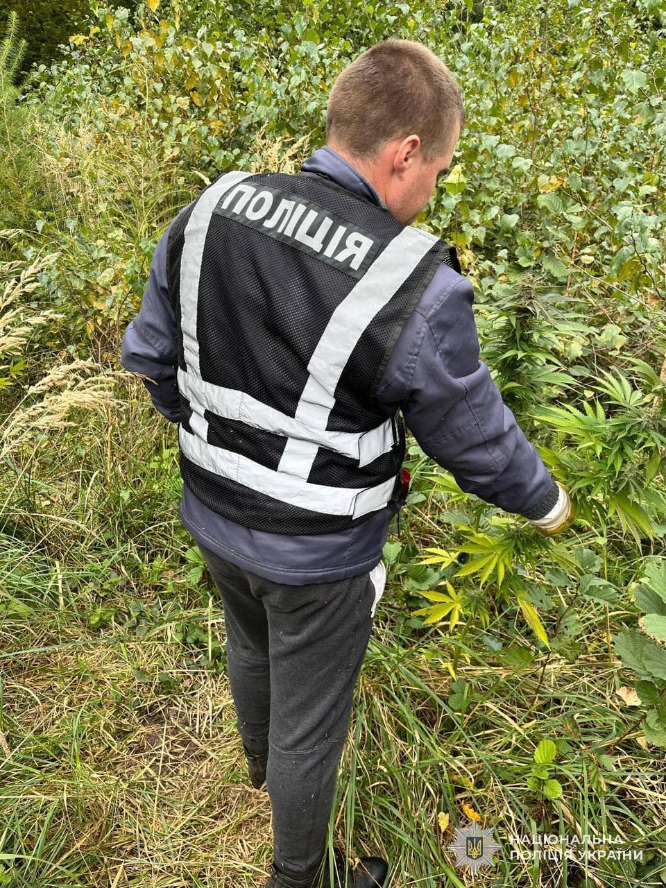 На Львівщині викрили конопляну «плантацію» — засновників судитимуть