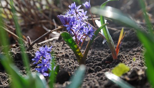 У Києві зафіксували найтепліший та найсухіший березень за останні десятиліття
