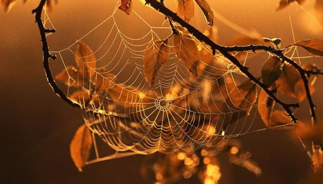 В Україну повернеться «бабине літо»