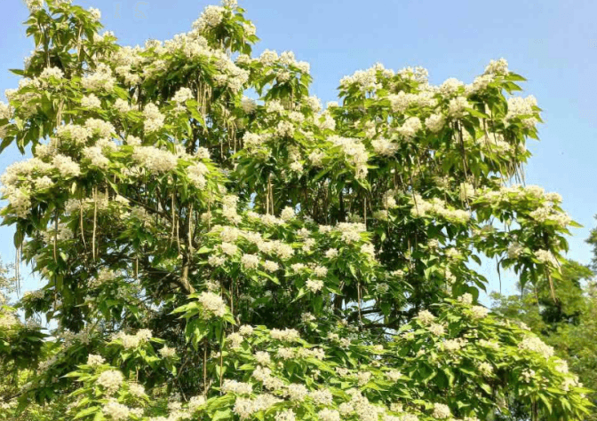У Києві почався сезон цвітіння «макаронних дерев»