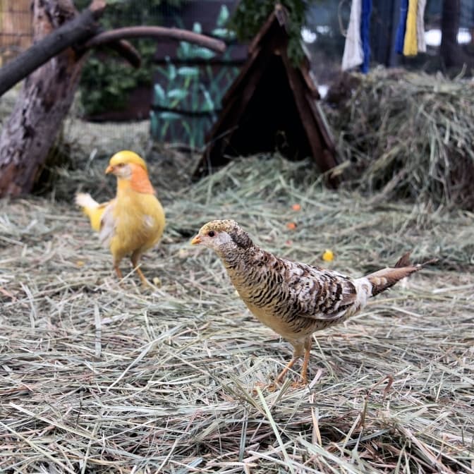 КиївЗоо готується до весняного сезону гніздування птахів