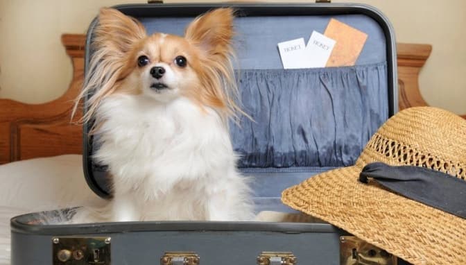 В Україні змінили правила для вивезення тварин за кордон