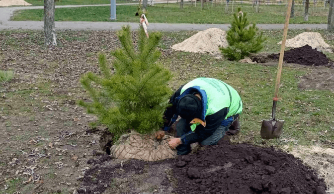 Фото: Київзеленбуд