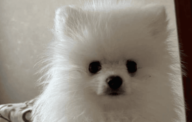 Поліція назвала причину смерті песика під час грумінгу у ветклініці в Білій Церкві