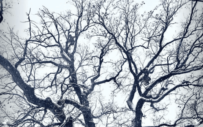 Фото: Київзеленбуд