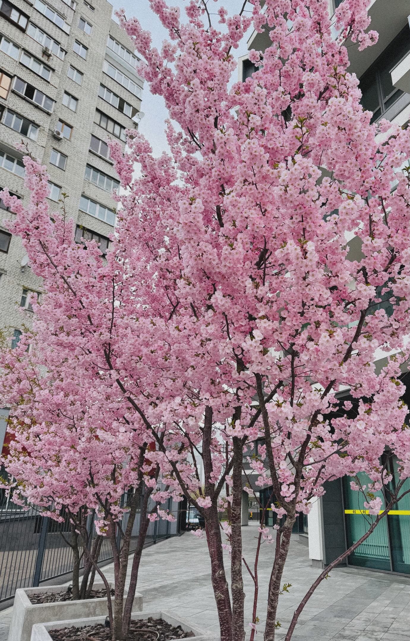 Фото: anastasiiashevchuk__/ Threads