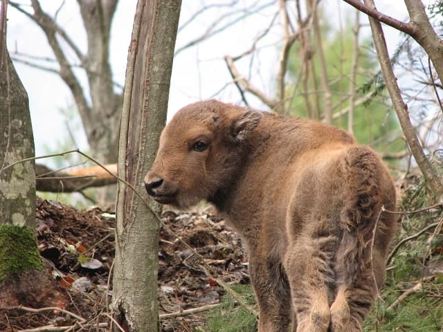 Фото: Львівське обласне управління лісового господарства.