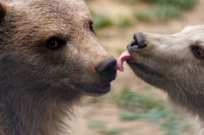 У притулку «Домажир» на Львівщині прихистили двох ведмежат, знайдених без мами