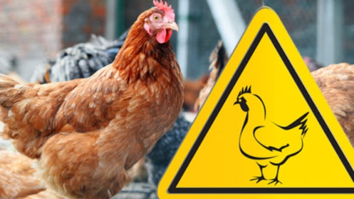 Європою стрімко шириться пташиний грип – найбільше спалахів на початку сезону за останні 10 років
