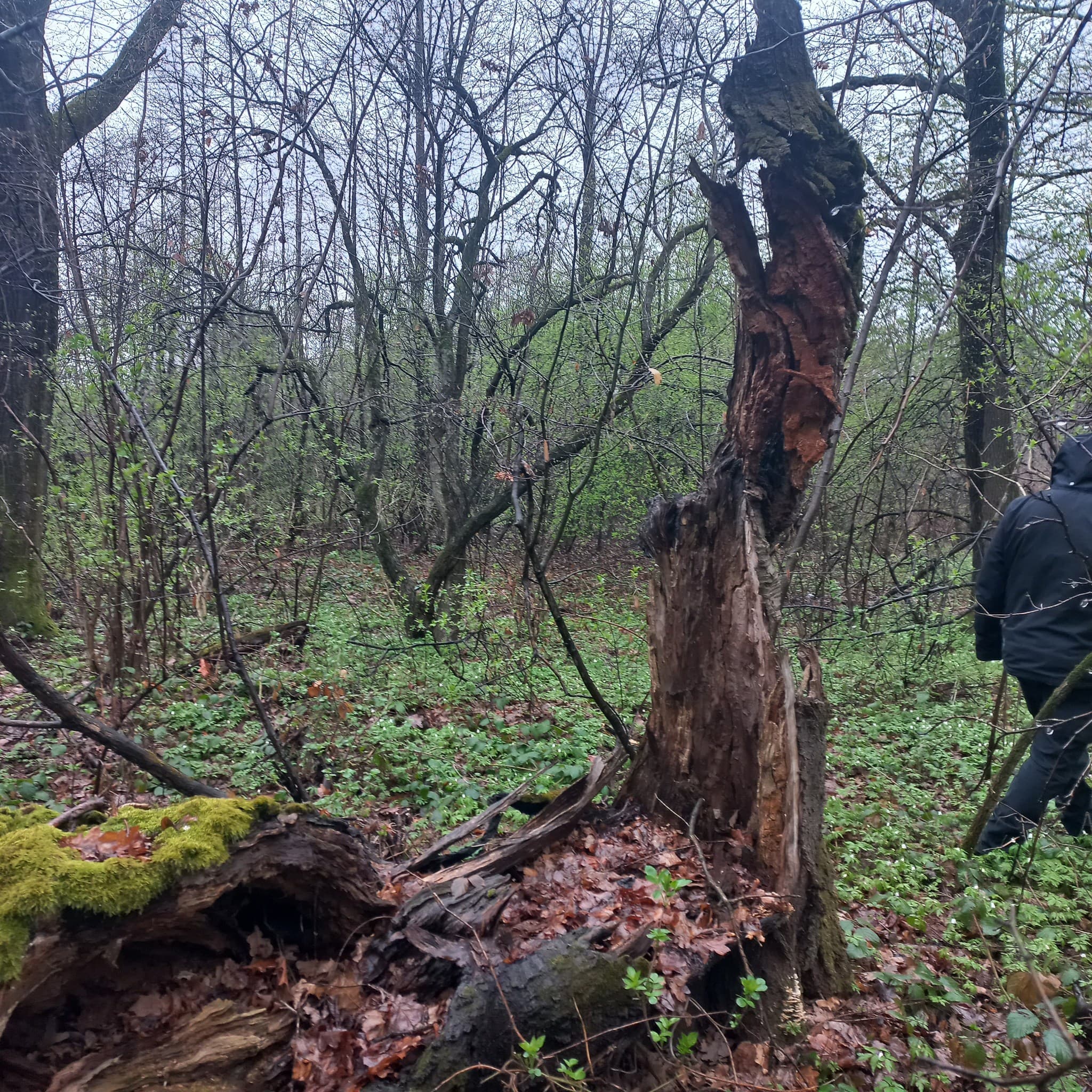 Фото: місце можливого поховання воїнів УПА/ Меморіально-пошуковий центр "Доля"