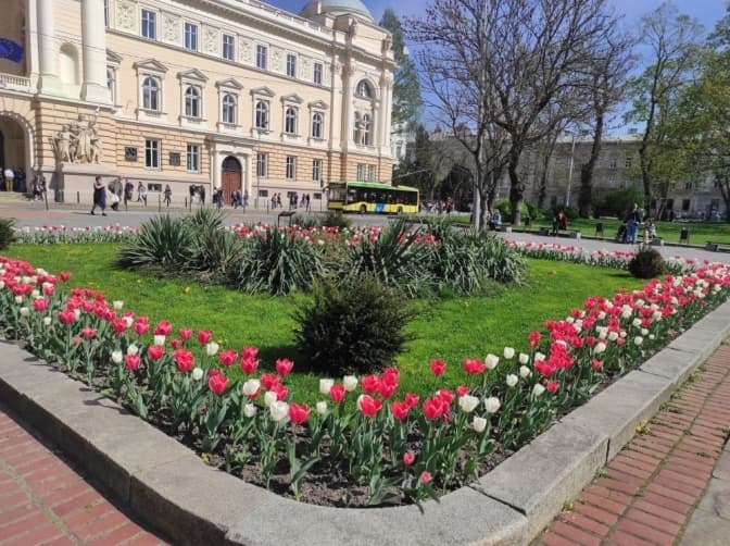 Біля львівського університету розквітли дві тисячі тюльпанів