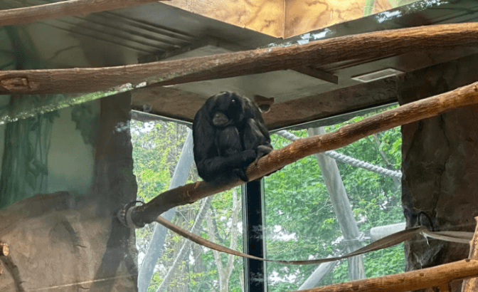 Дерево врятувало тварин Київського зоопарку від уламків російської ракети