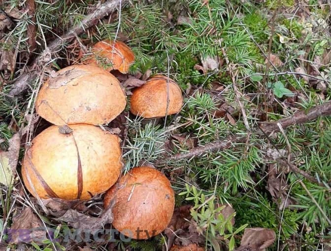 Сьогодні – Європейський день грибів. Що він означає