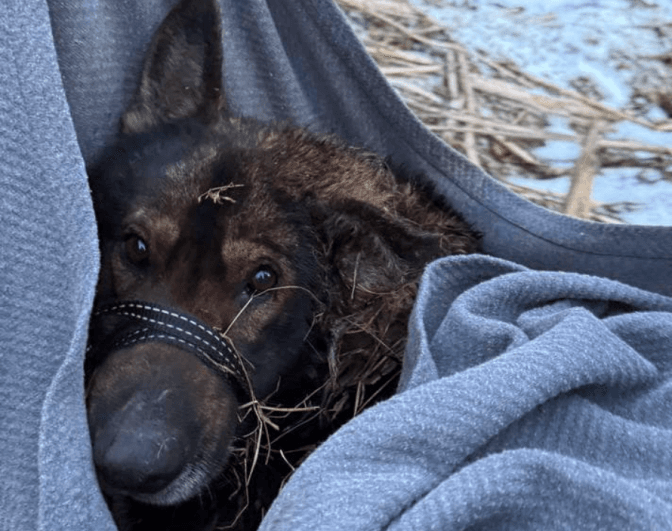 фото: домівка врятованих тварин