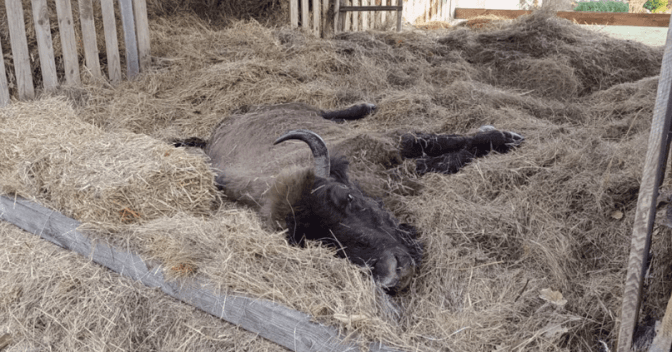 Самиця зубра, яку нещодавно знайшли в тяжком стані на Львівщині, померла
