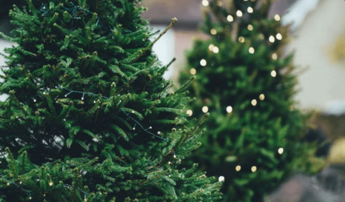 Жива, штучна, у горщику. Як обрати ялинку і не зашкодити довкіллю