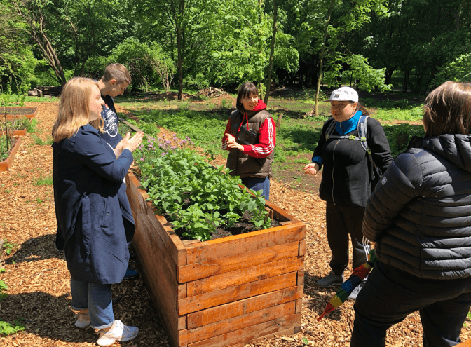 У Львові з’явився розсадник, де вирощують городину. Відео