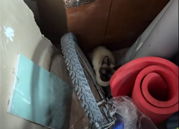 фото: домівка