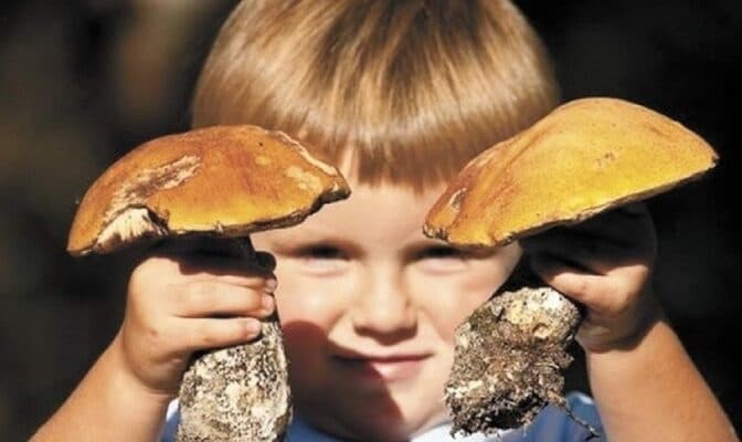 На Львівщині дитина отруїлася грибами. Її госпіталізували