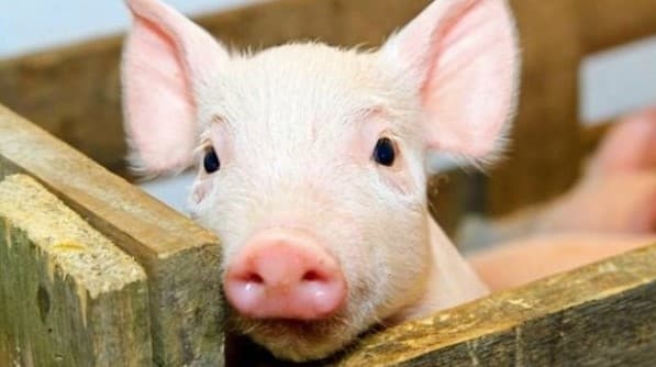 На Київщині виявили ще один спалах африканської чуми свиней