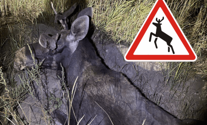 На Київщині лось потрапив під машину. Тварину довелось приспати