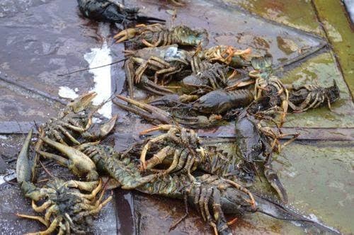 Екологи перевіряють озеро Задорожнє на Львівщині через загибель раків