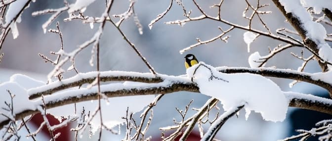 фото умовне