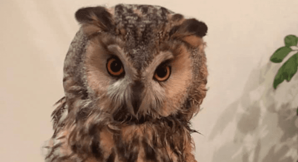 Фото: Домівка врятованих тварин