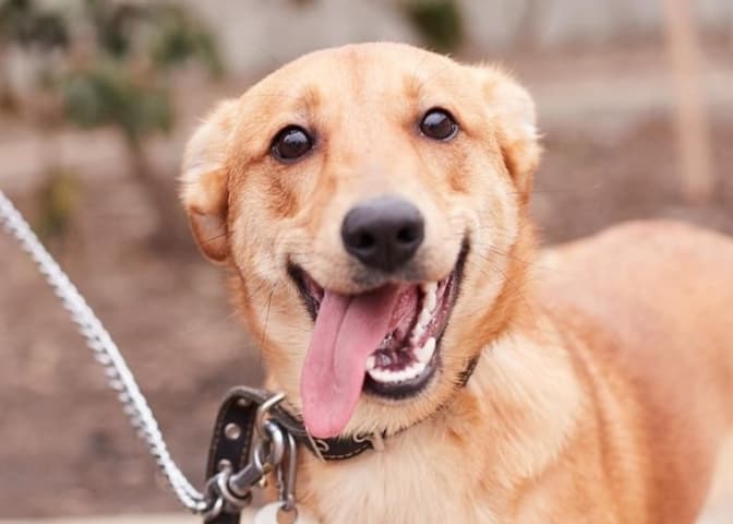 Рудий та його друзі-песики шукають нових господарів у Львові