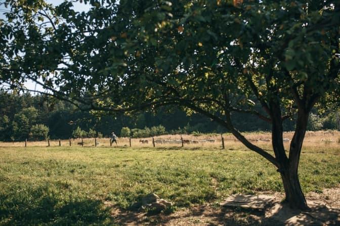 Куди поїхати на вихідні. До однієї з ферм неподалік Львова