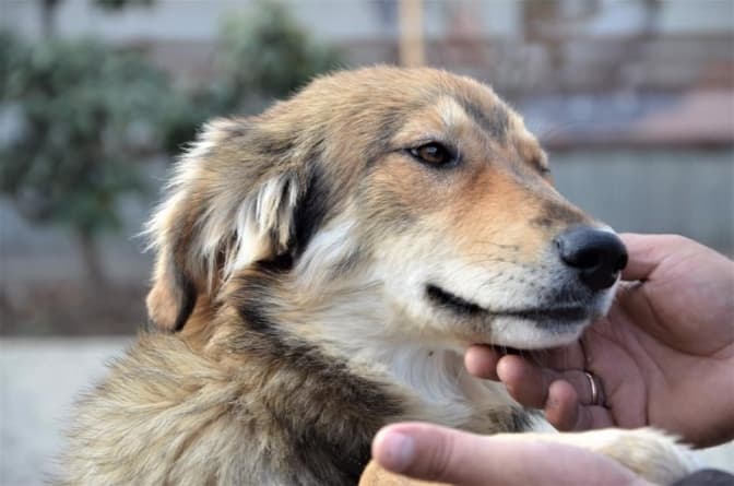 фото: лкп лев