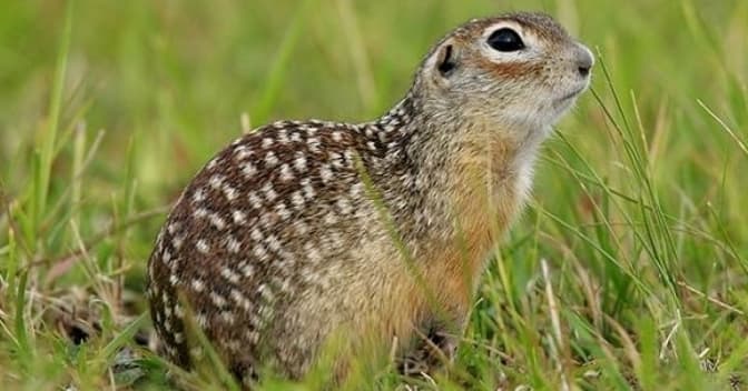 фото умовне