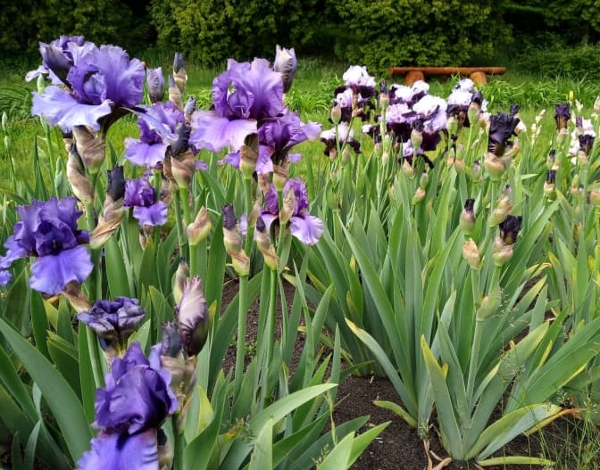 Фото: Ботанічний сад ЛНУ імені Івана Франка