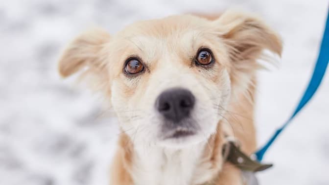 ЛКП «Лев» від завтра призупиняє відлов тварин