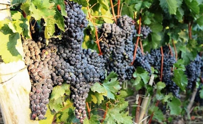 Фото: kubanmakler