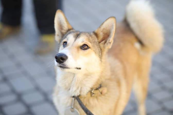 фото: ЛКП "Лев"